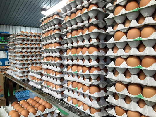 卵の本当の魅力、知っていますか？