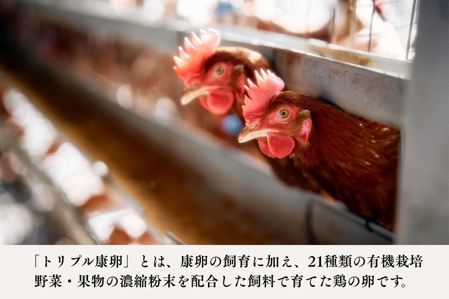 【限定生産】トリプル康卵　30個入