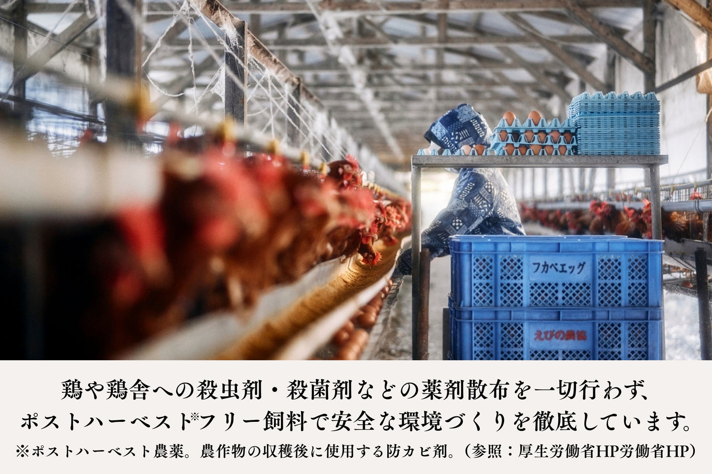 【限定生産】トリプル康卵　30個入